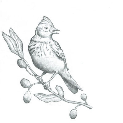 The little lark, drawing